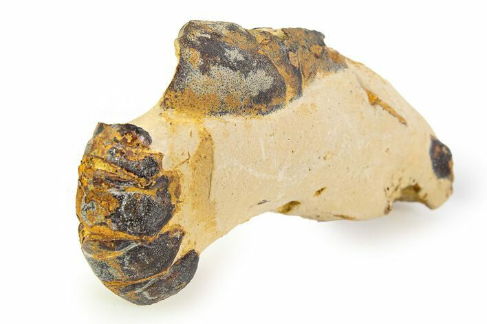 Eocene Lobster (Hoploparia) Fossil - England #351031